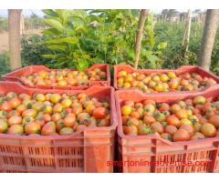 Sale of tomatoes